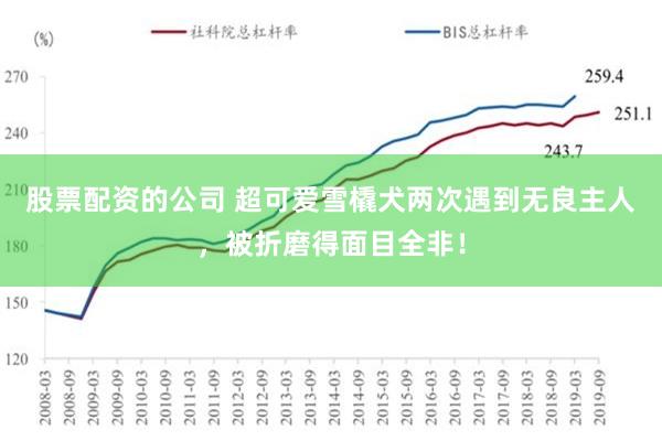 股票配资的公司 超可爱雪橇犬两次遇到无良主人，被折磨得面目全非！